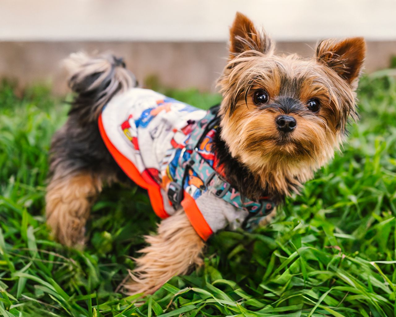 Guide to Choosing Custom Pet Clothing for Your Furry Friend